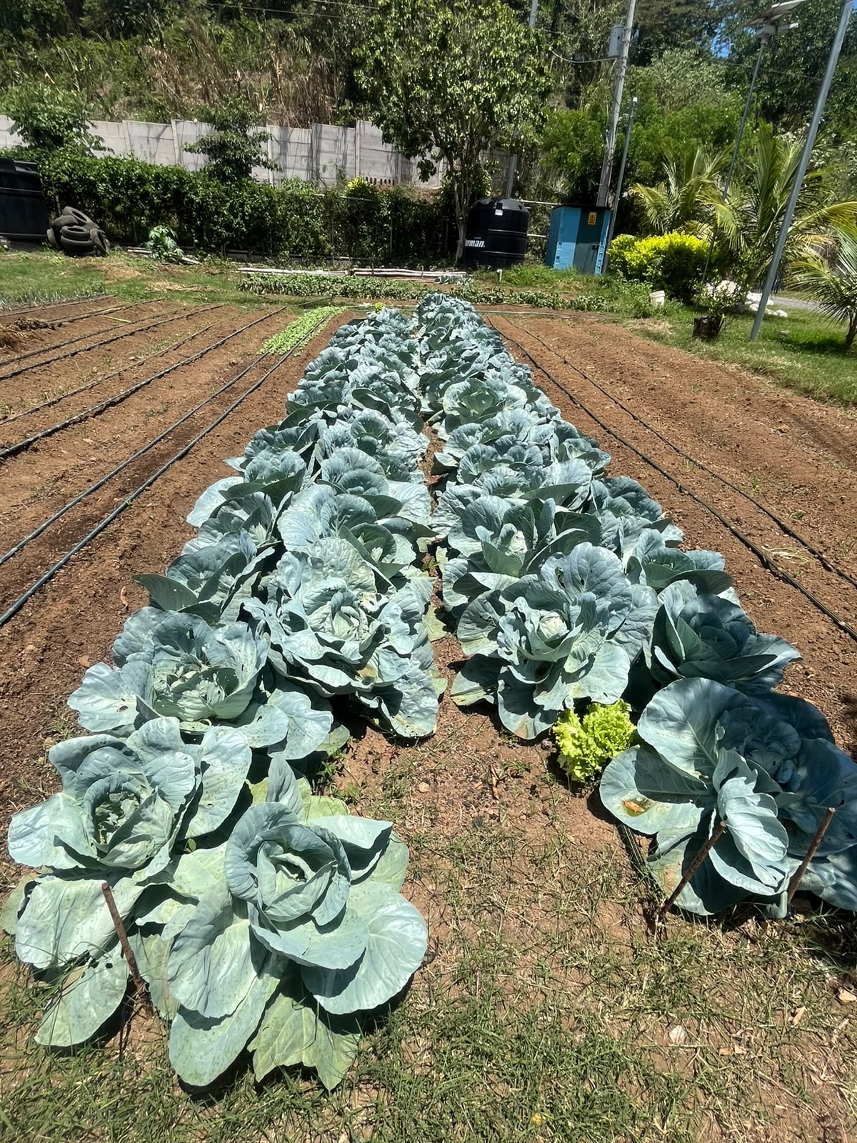 Cultivos y áreas de producción de la EcoFinca ACPACAC